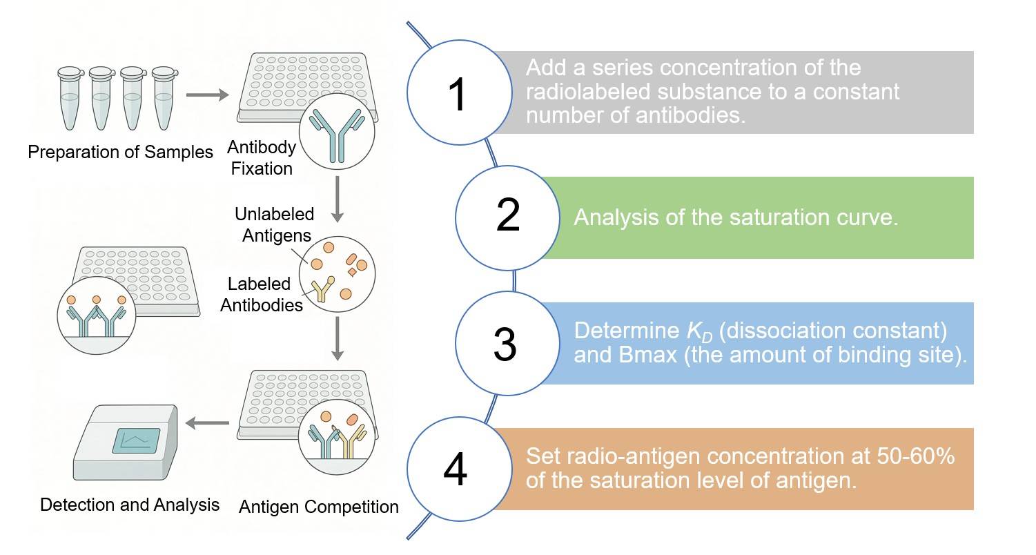 Core steps of RIA process. (Creative Biolabs Original)