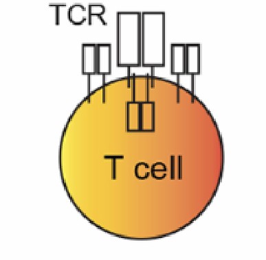 Fig.4 T Cells Generation. (Lee & Meyerson, 2021)