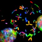 Fig.6 Fluorescence are valuable cell reporter. (Unsplash, https://unsplash.com/s/visual/83257541-4473-4647-9b90-036c1225c0c4)