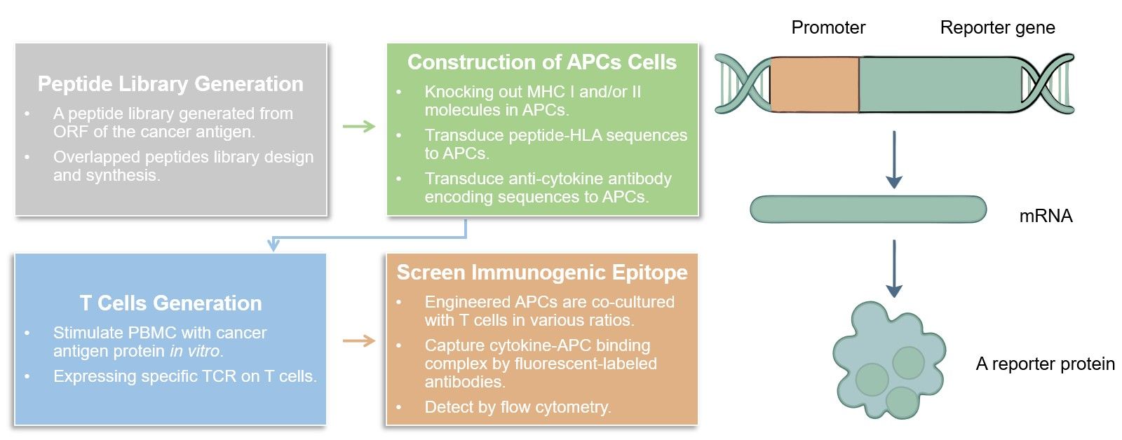 Core steps of T Cell-based reporter gene assay process. (Creative Biolabs Original)
