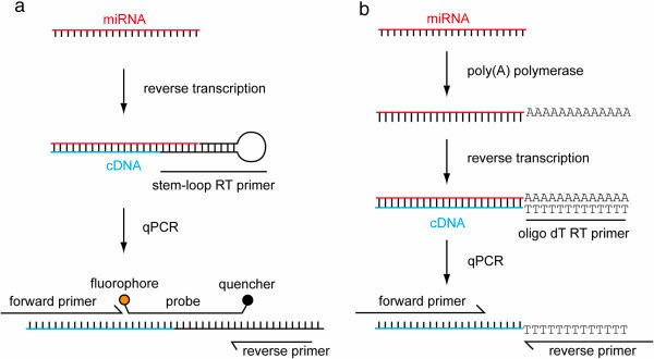 The process of RT-PCR. (Roberts, et al., 2014)