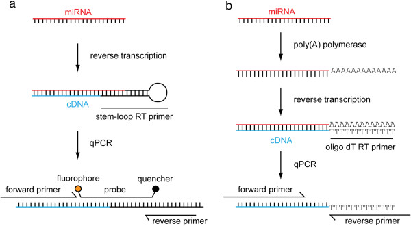 Fig.1 The process of RT-PCR. (OA Literature)