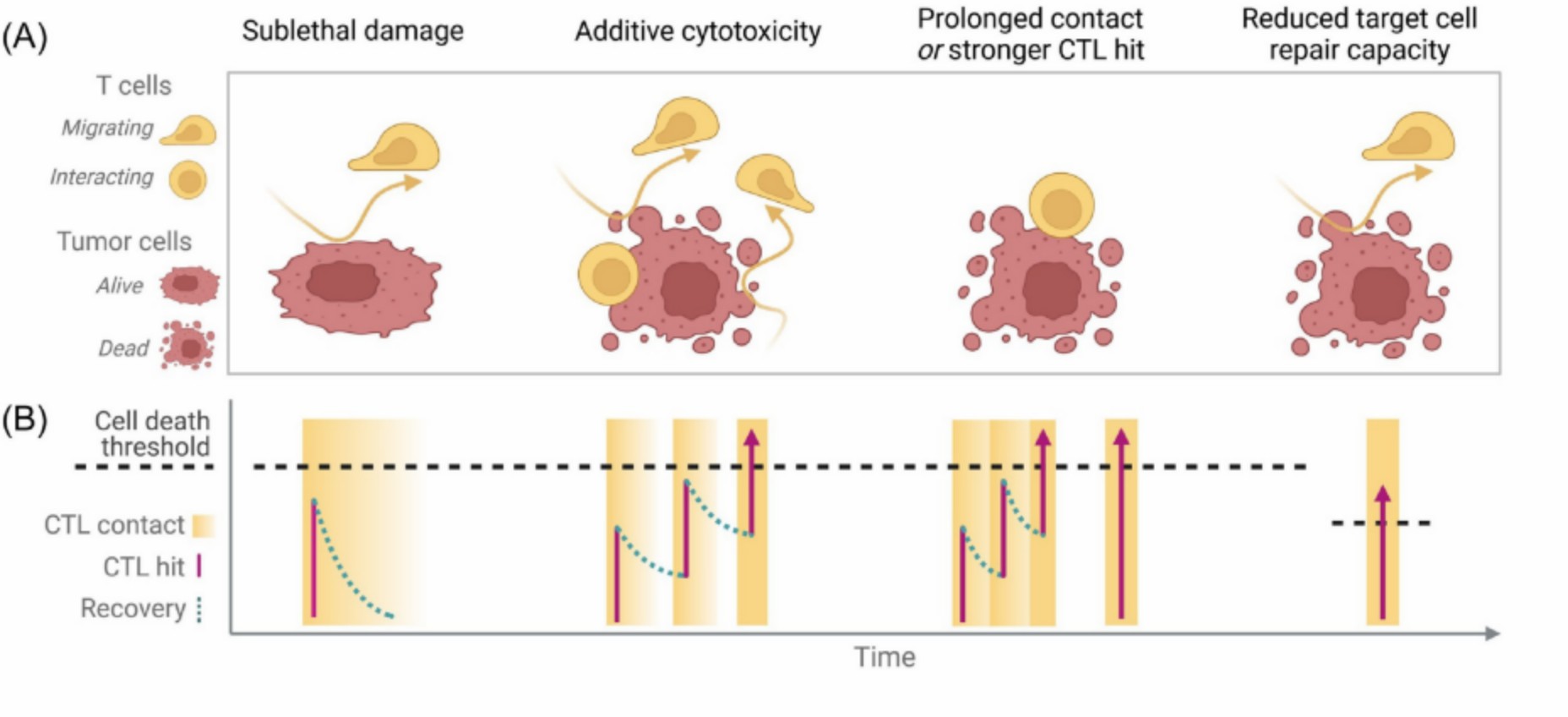 T cell cytotoxicity against tumor cells. (Weigel & Friedl, 2022)