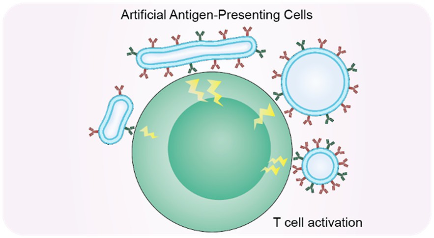 Fig.3 DC cell mediated peptide-specific T cell activation in vitro. (Wauters, et al., 2022)
