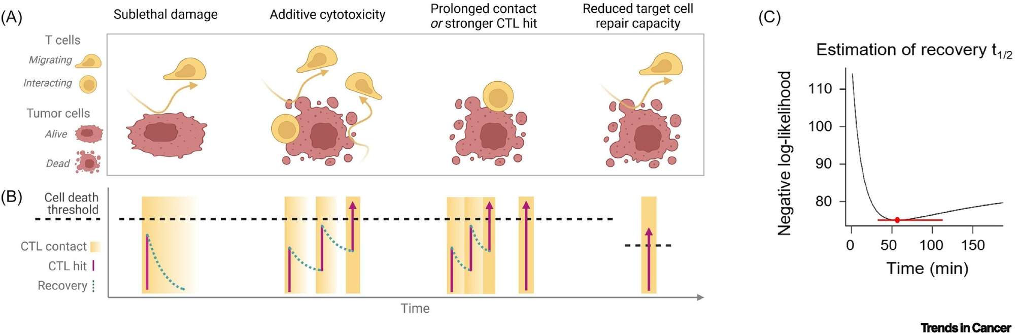 Fig.1 T cell-mediated tumor cell killing. (OA Literature)