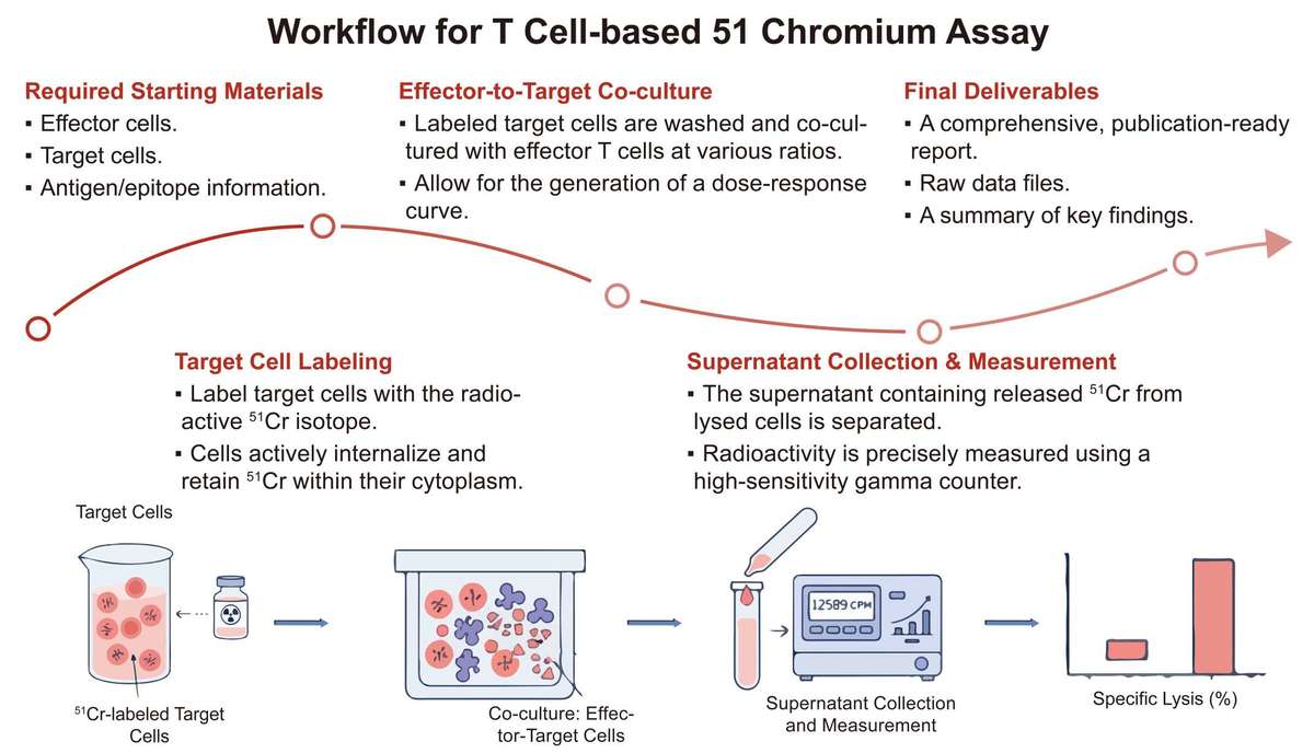 A simple procedure for mouse model-based cancer epitope discovery using 3H-thymidine assay. (Creative Biolabs Original)