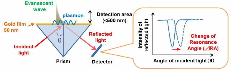 Fig.1 SPR sensors detect a RI change within a detection area as a change of RA. (OA Literature)