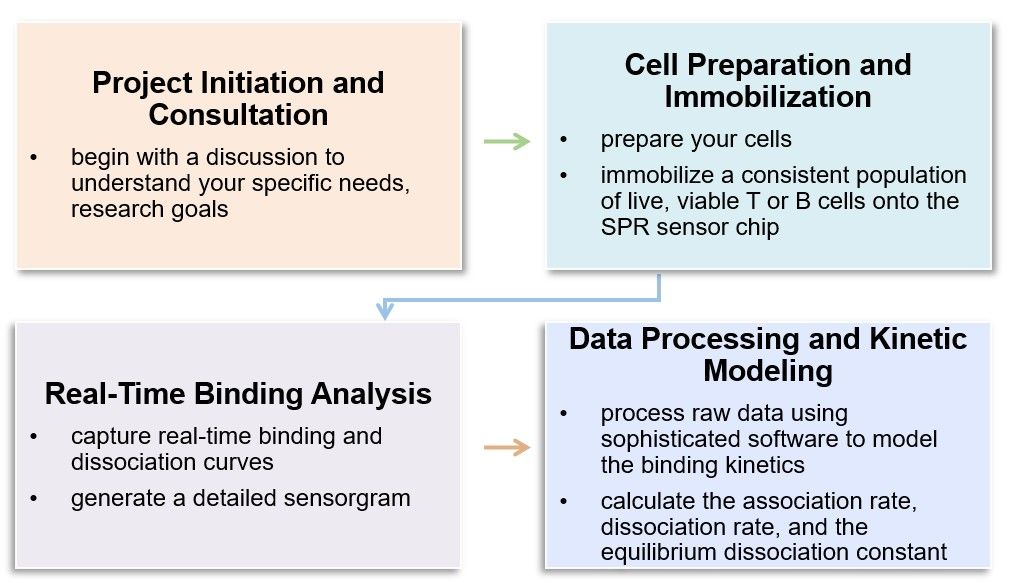 Fig.2 Core steps of the SPR assay process. (Creative Biolabs Original)