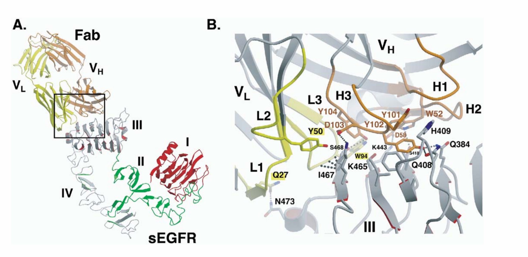 X-ray crystal structure of the Cetuximab binding domain on soluble EGFR. (Li, et al., 2005)