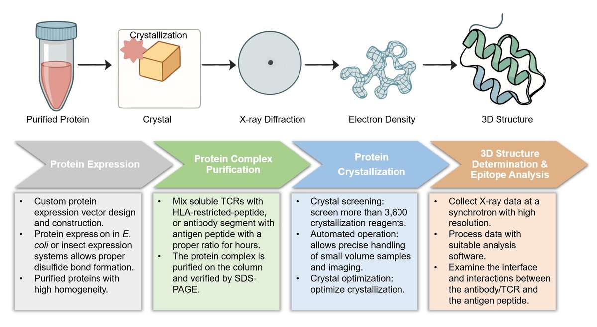 Core steps of T and B cell-based X-ray crystallography assay process. (Creative Biolabs Original)