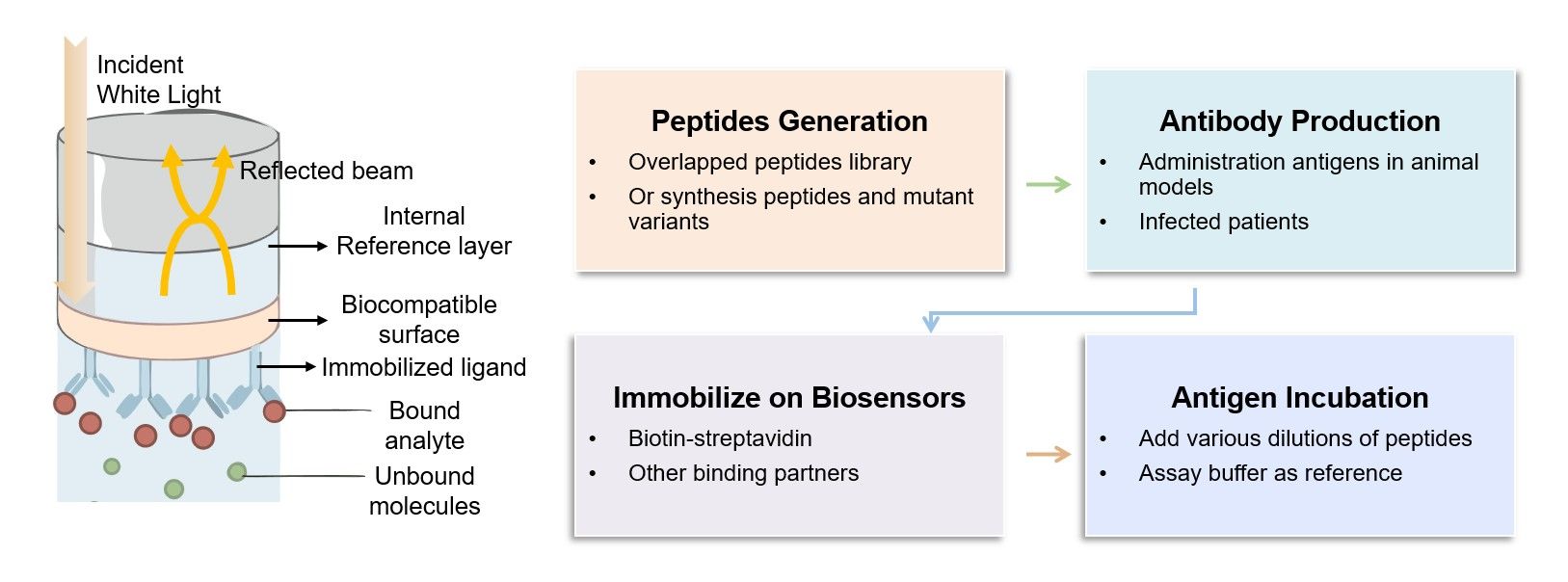 Core steps of B cell-based Bio-layer interferometry assay process. (Creative Biolabs Original)
