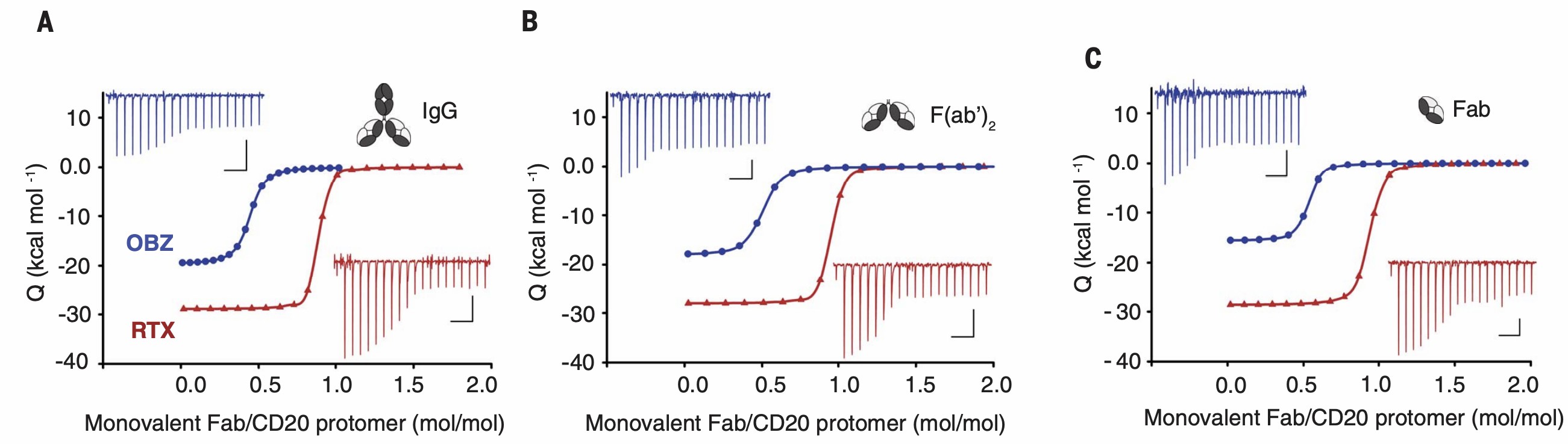 Results of isothermal titrations of IgG and variants F(ab’)2 and Fab antibodies into CD20 proteins. (Kumar, et al., 2020)