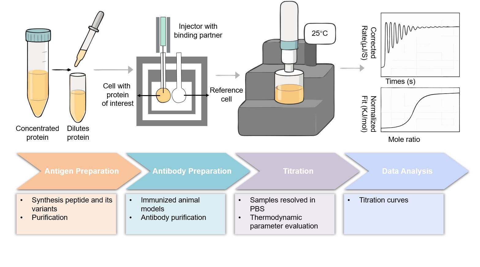 Core steps of the B cell-based calorimetry assay process. (Creative Biolabs Original)