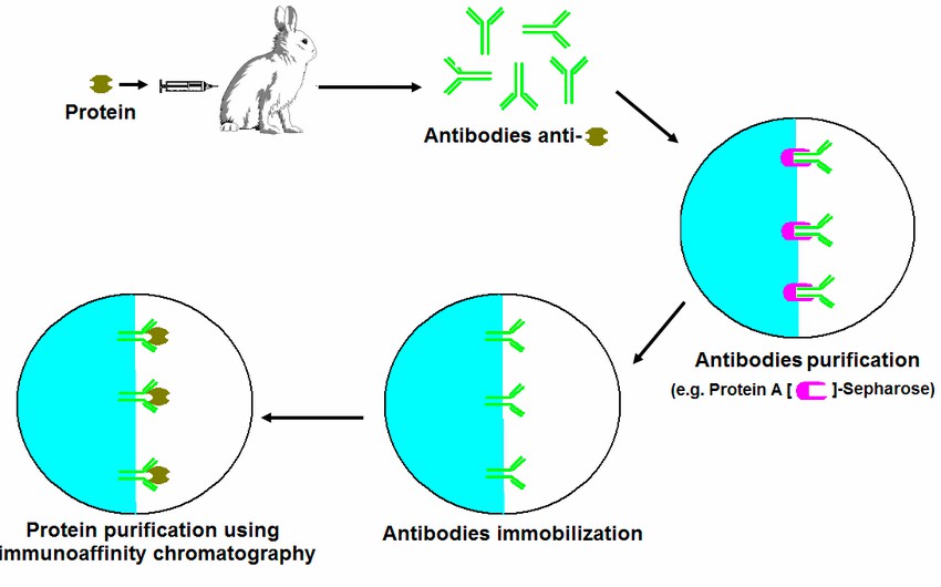 Immunoaffinity chromatography for protein purification. (Coelho, et al., 2012)