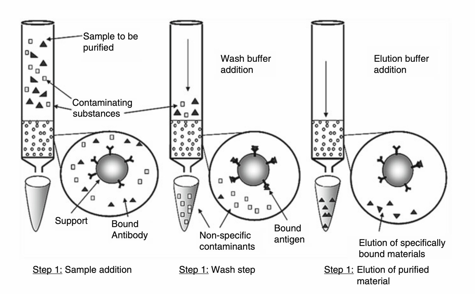 The principal and working steps of immunoaffinity chromatography for antigen purification. (Fitzgerald, et al., 2017)