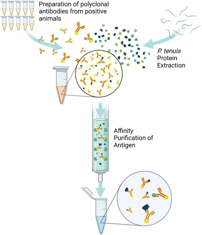 Specific antigen-antibody complex purification using chromatography. (Richards, et al., 2023)