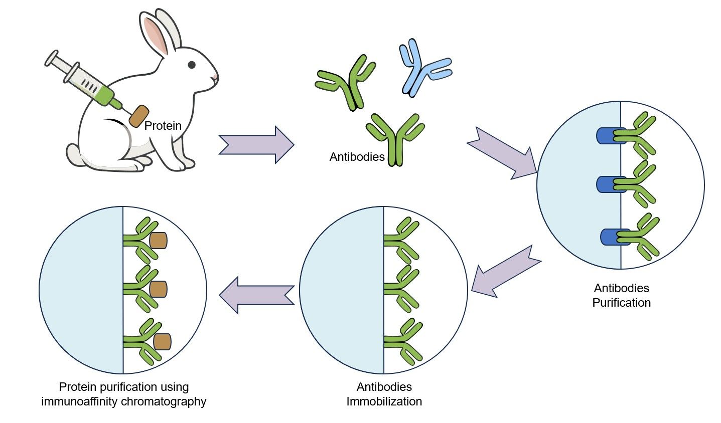 Fig.1 The principle of Immunoaffinity chromatography for protein purification. (Creative Biolabs Original) 