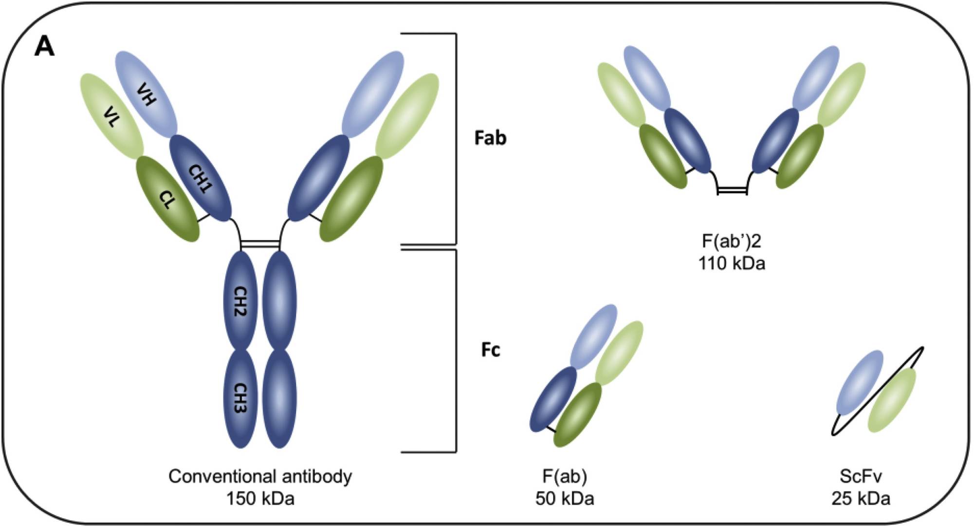 Fig.2 Introduction of different antibodies. (OA Literature)