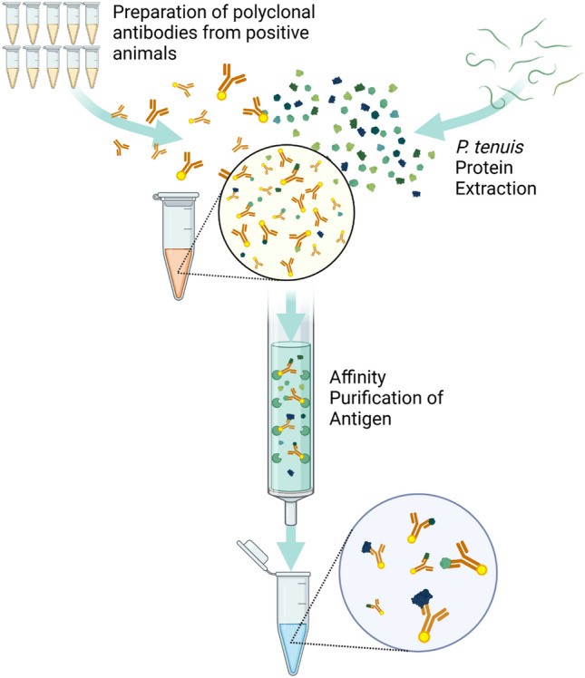Fig.3 Illustration of the protocol for affinity purification of antigen. (OA Literature)