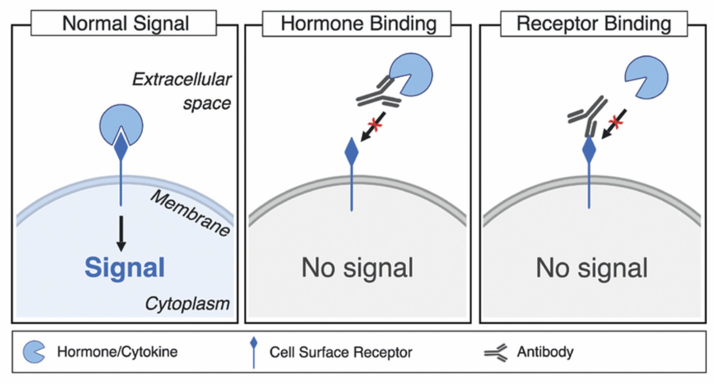 Mechanisms of specific antibody-mediated blocking action of receptor-ligand binding. (Lee, et al., 2019)