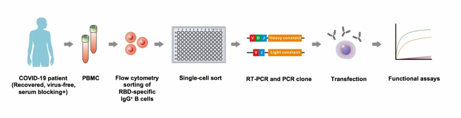 Isolate antigen-reactive antibodies from the recovered patients. (Chen, et al., 2020)
