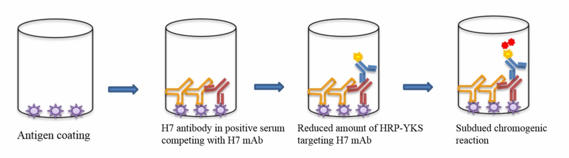 Illustration of the competitive ELISA assay for cross blocking. (Li, et al., 2021)