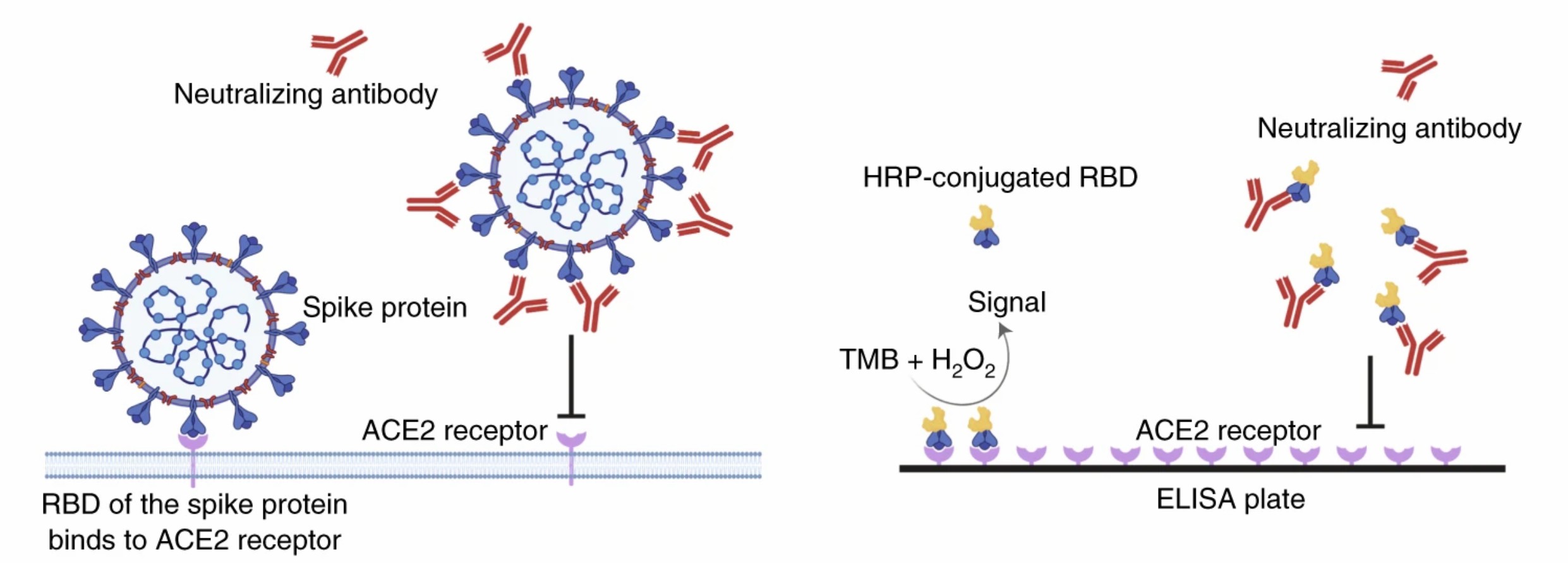 The neutralizing antibody blocks RBD binding with its ACE2 receptor. (Tan, et al., 2020)