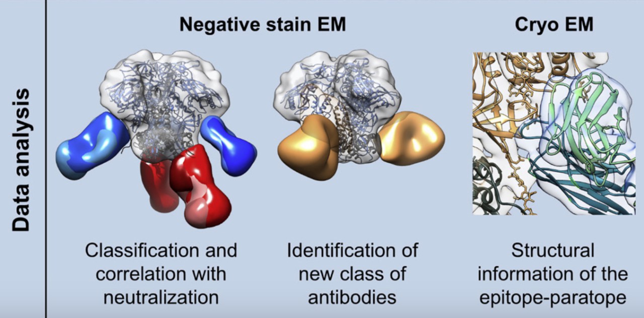Functions of EM Technologies on epitope analysis. (Bianchi, et al., 2018)
