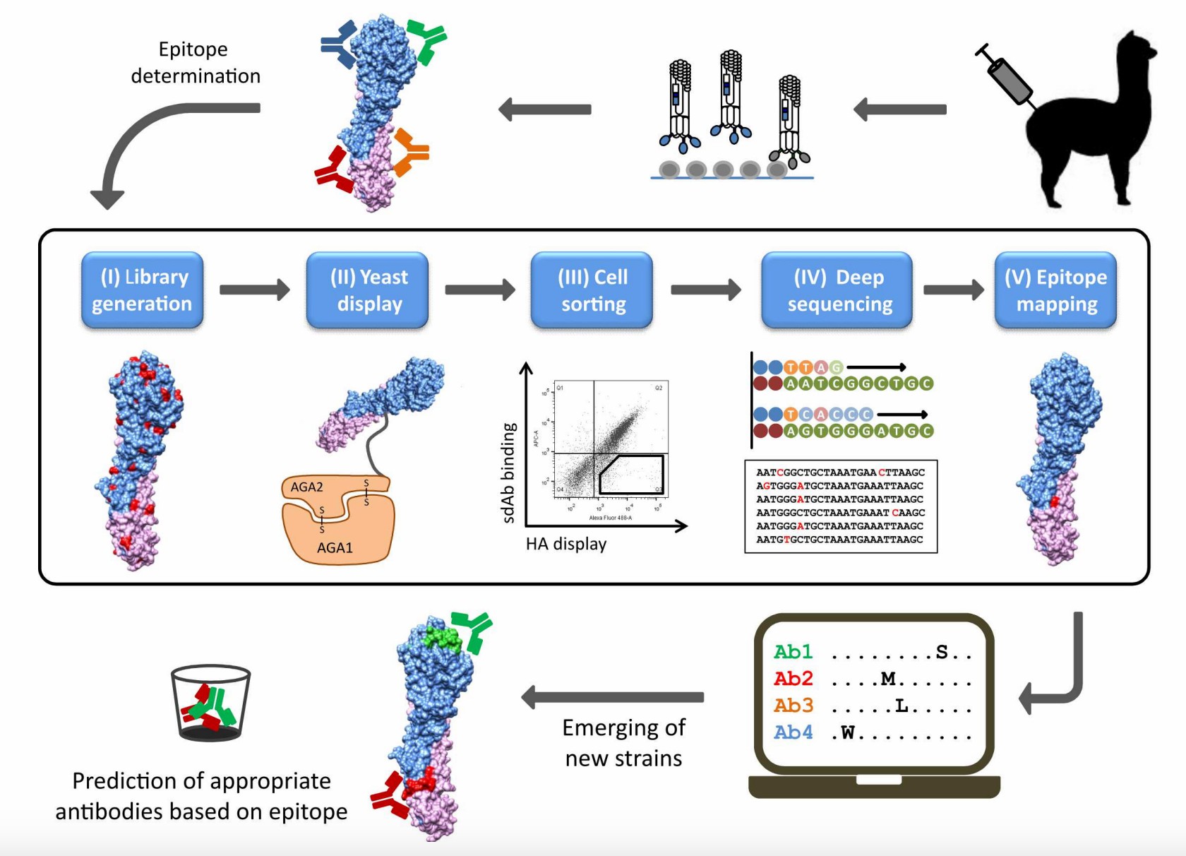A general strategy for high-throughput epitope mapping of single domain antibodies to hemagglutinin using flow cytometry assay. (Gaiotto & Hufton, 2016)