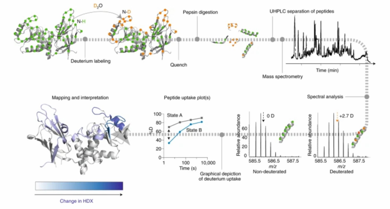 Work flow of the bottom-up hydrogen/deuterium exchange footprinting assay. (Masson, et al., 2019)