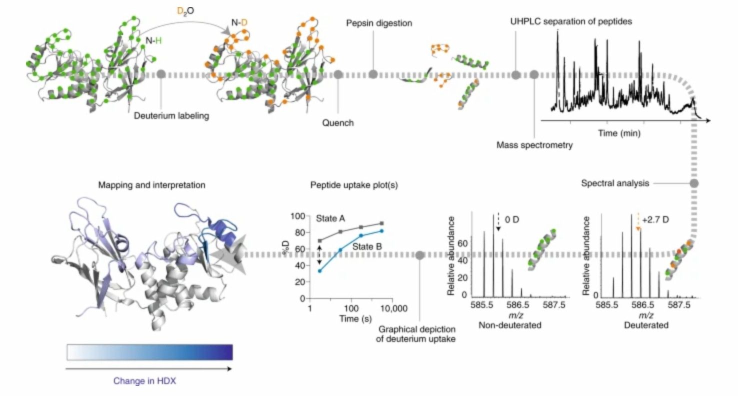Fig.1 The common 'bottom-up' or 'local' HDX-MS experiment. (OA Literature)