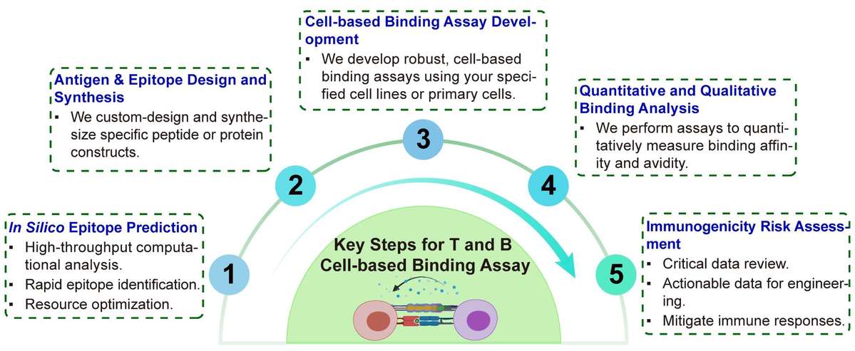 A simple procedure for T and B cell-based binding assay. (Creative Biolabs Original)