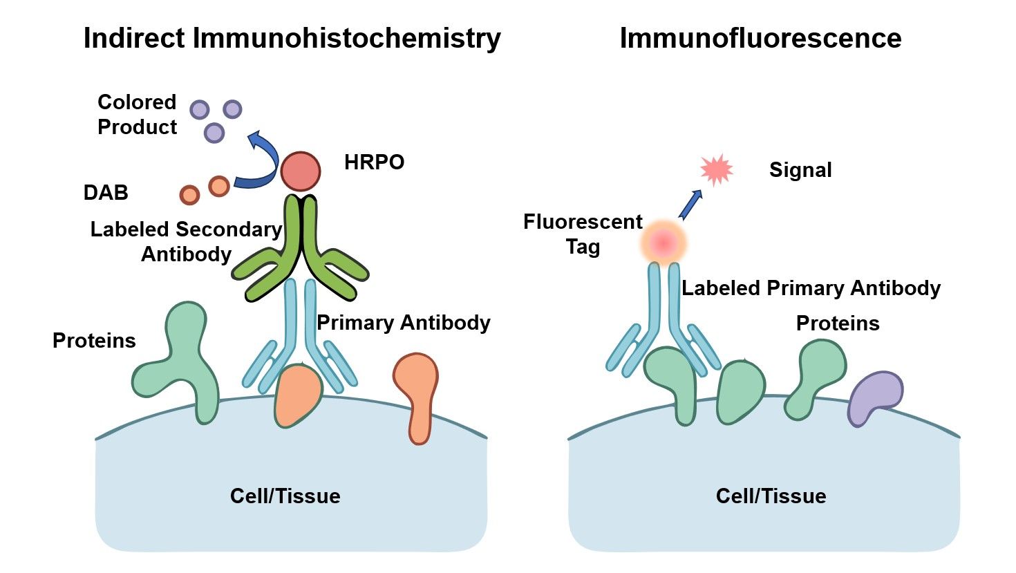 Fig.1 The principle of Immunohistochemistry. (Creative Biolabs Original) 