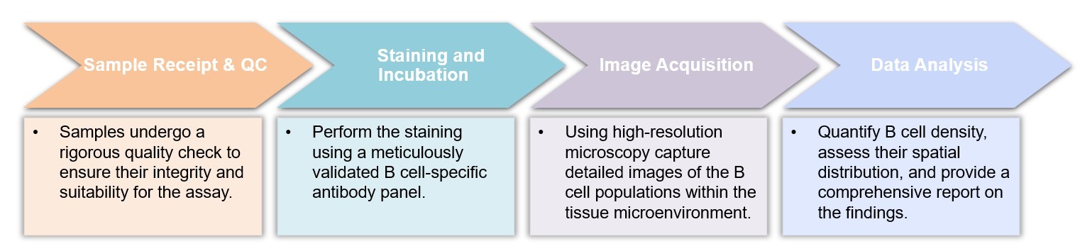 Core steps of B cell based IHC assay process. (Creative Biolabs Original)