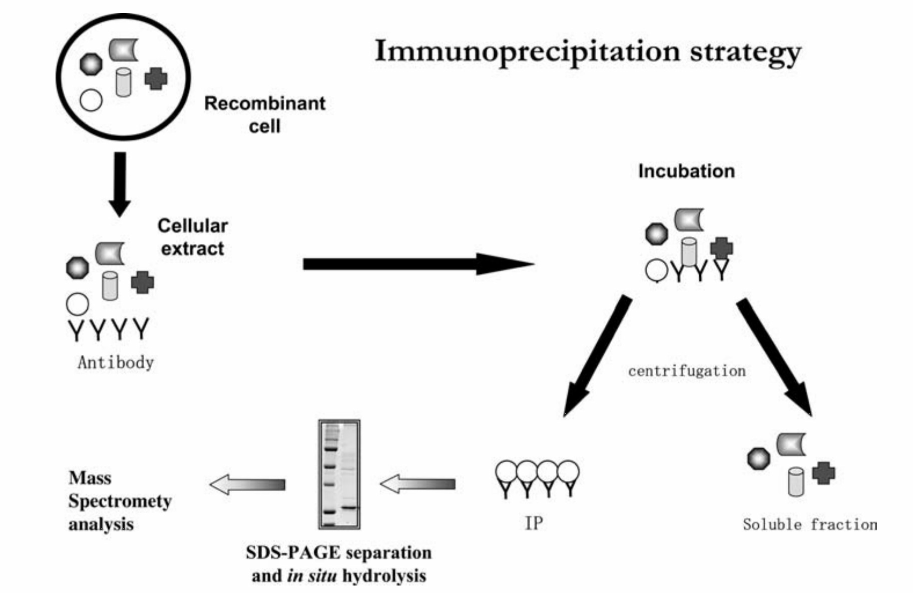 Illustration of the immunoprecipitation technique. (Monti, et al., 2005)