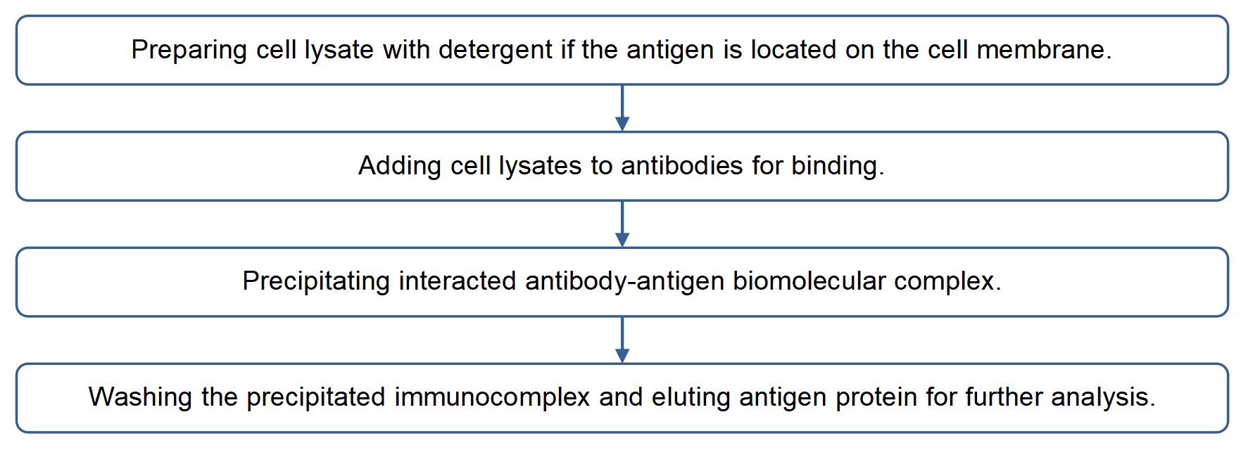 Steps for Antigen Immunoprecipitation