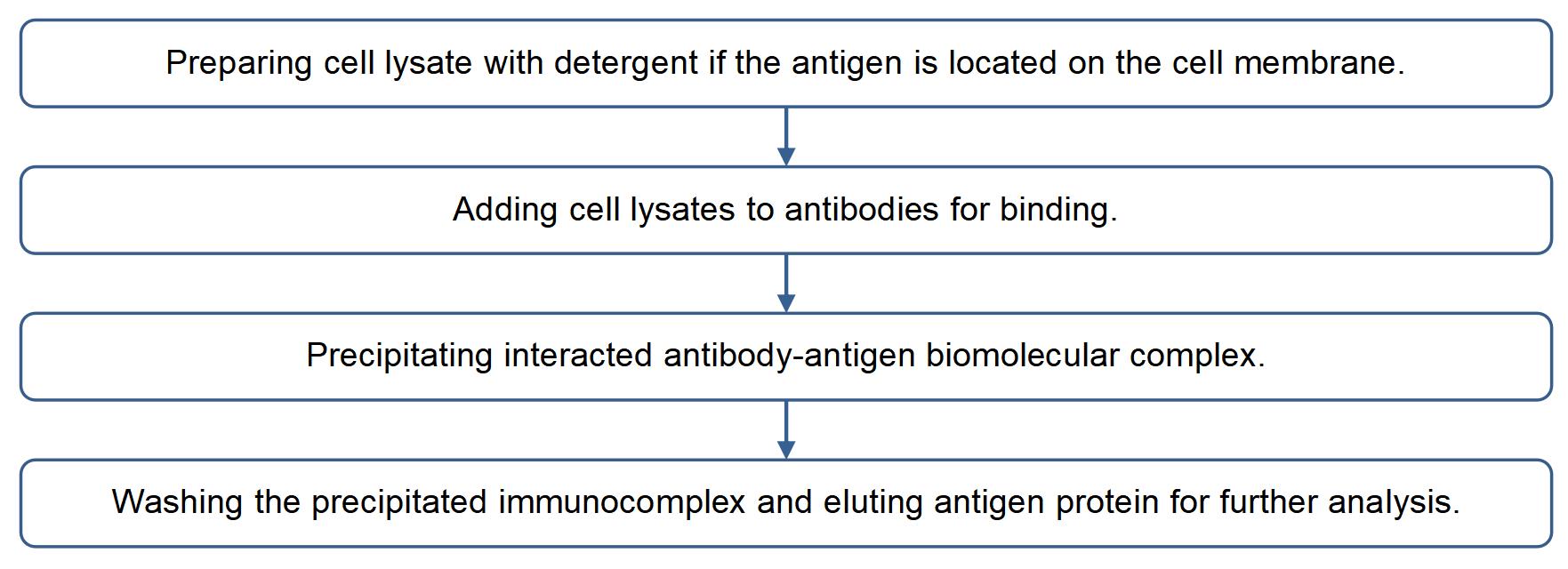 Steps for Antigen Immunoprecipitation