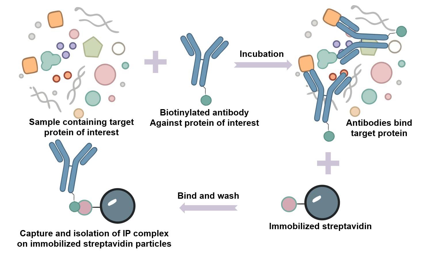 Fig.1 The principle of the immunoprecipitation technique. (Creative Biolabs Original)