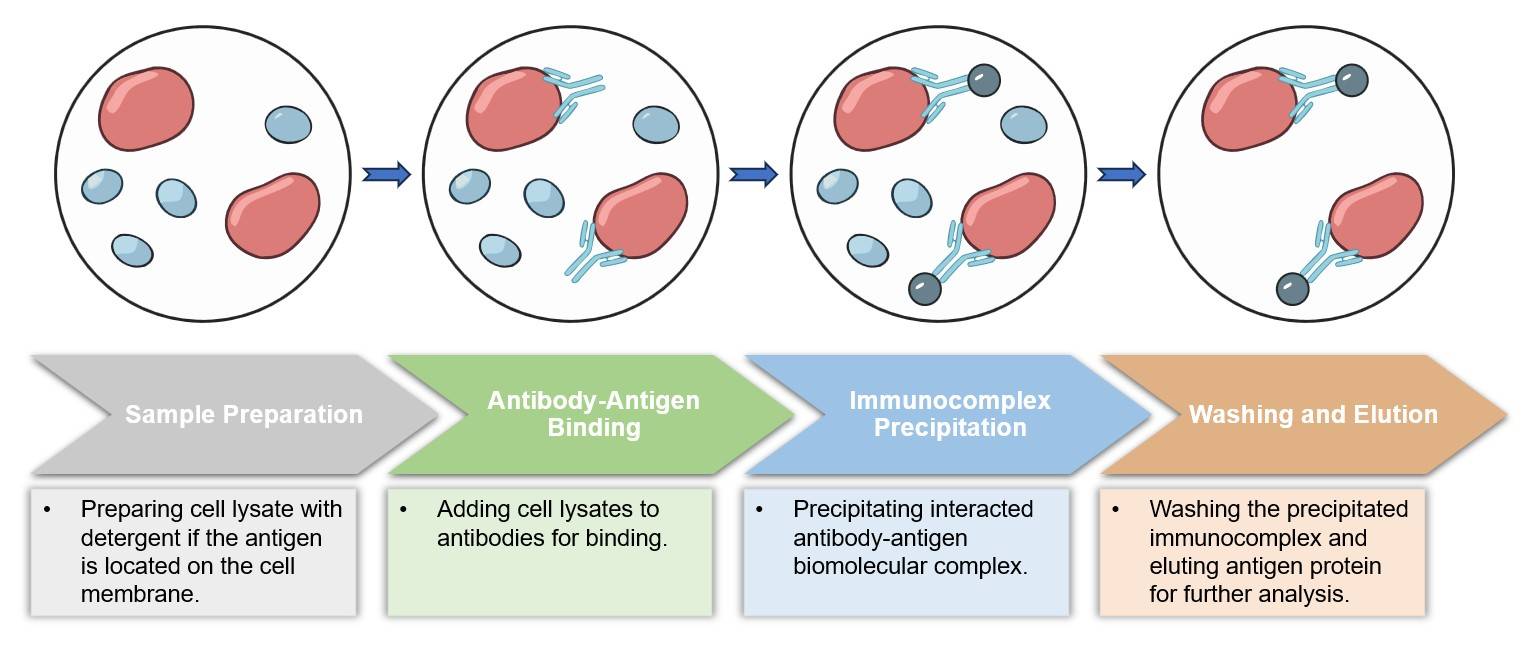 Core steps of B cell based immunoprecipitation assay process. (Creative Biolabs Original)