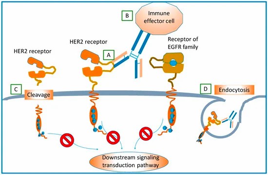 Potential action mechanisms of monoclonal antibody targeting HER2 receptor. (Lv, et al., 2016)