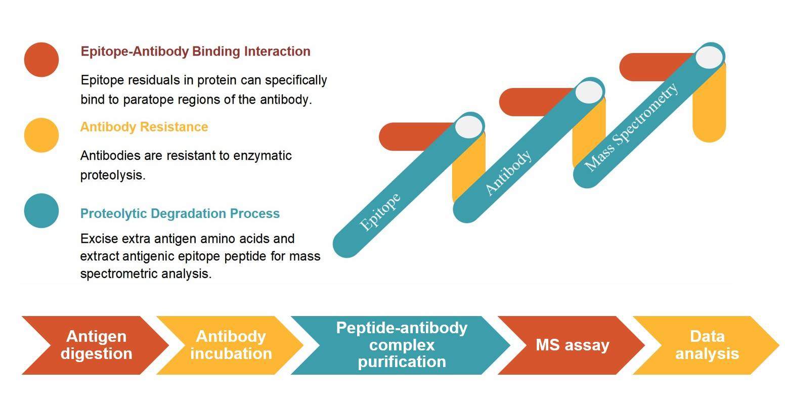 Core steps of the B cell-based mass spectrometry assay process. (Creative Biolabs Original)