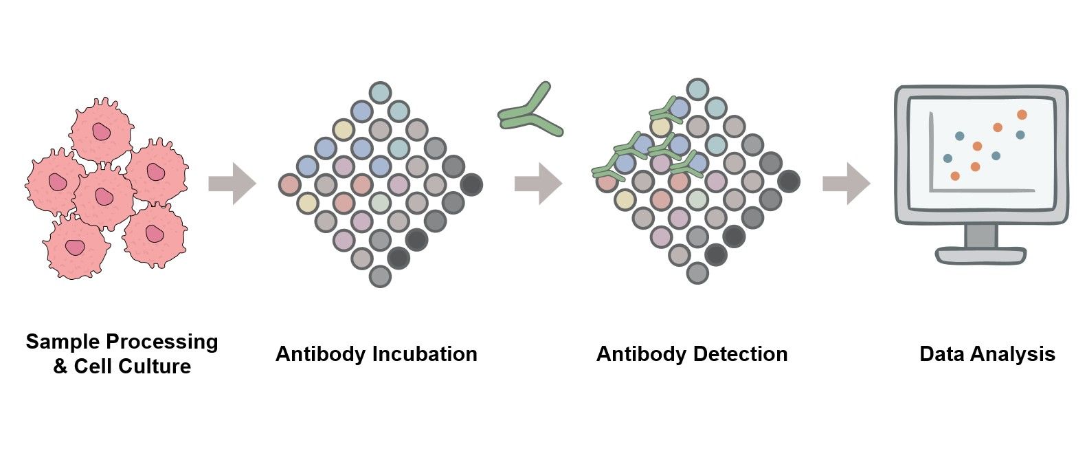 Core steps of B cell-based microarray assay process. (Creative Biolabs Original)