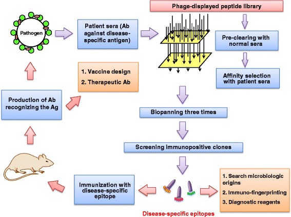 Fig.1 Biopanning selection of phage-displayed peptide libraries using serum samples. (OA Literature)