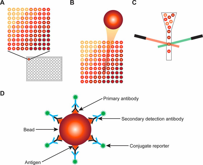 Using the laser quenching method detects specific fluorescent-antibodies bound antigen epitope on beads surface. (Ragan, et al., 2018)