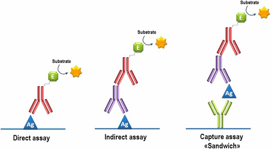 Fig.5 ELISA assay for cancer epitope analysis. (Cartechini, et al., 2016)