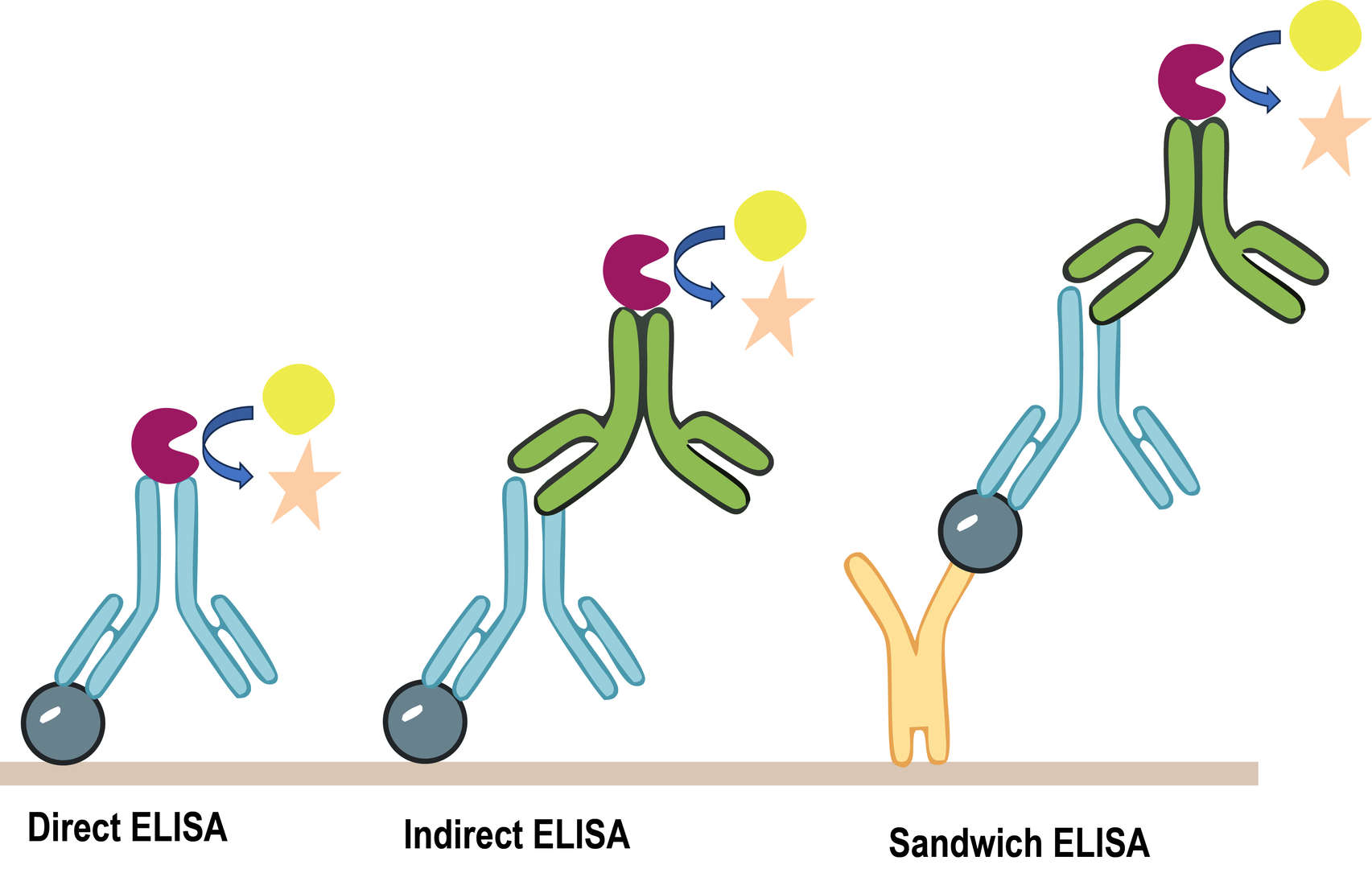 T and B Cell-based ELISA assay. (Creative Biolabs Original)