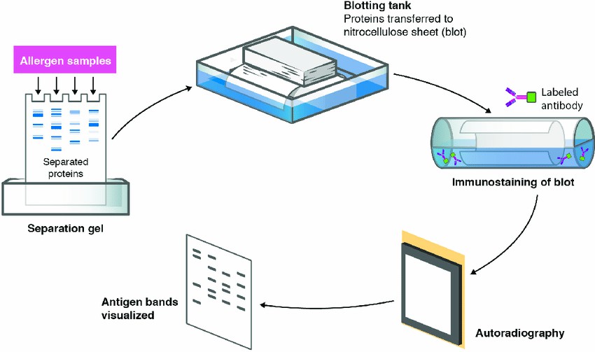 Using western blot to separate and detect allergens. (Salazar, et al., 2017)