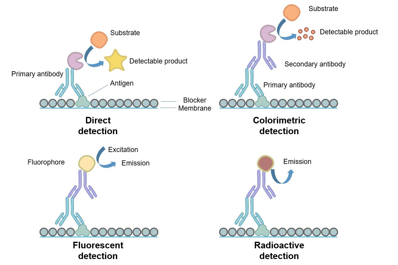 Fig.1 Examples of colorimetric, radioactive, and fluorescent detection using an indirect method and a direct method. (OA Literature)