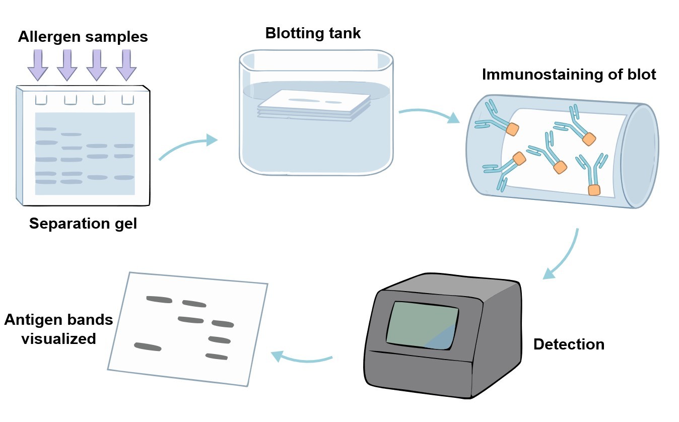 Core steps of B cell-based western blot assay process. (Creative Biolabs Original)