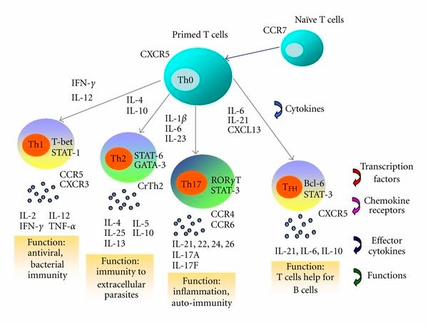 T cell-secreted cytokines. (Yu, et al., 2012)